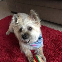 Colette 💙🏴🇺🇦 (@coletteoak) 's Twitter Profile Photo Colette 💙🏴🇺🇦 (@coletteoak) 's Twitter Profile Photo