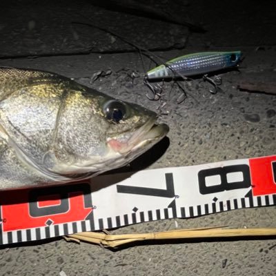 🎣シーバス/東京湾奥河川ナイトゲームメイン【荒川、中川、綾瀬川、旧江戸川】 /ランカーハンティングに挑戦中🐟🐟🐟/🎣バス/霞ヶ浦水系他/デイゲーム/ラージ&スモール/50upに挑戦中