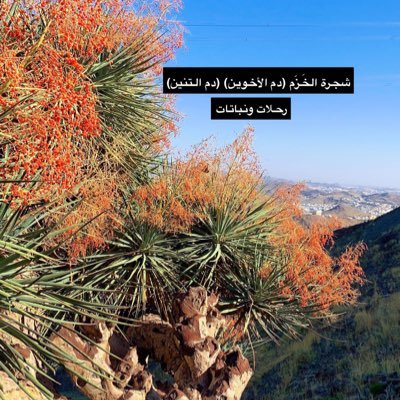 هيَ الخيلُ حتى في المنامِ عشقتُها⚘إذا كان غيري للملذاتِ يعشق....بيتٌ من قصيدتي #عالم_النبات #نباتات_الطائف #رحلات_ونباتات