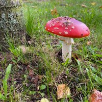 Samantha 🩵💙🐝 (@sammyosully) 's Twitter Profile