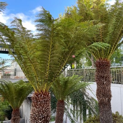 AlimaZaldy45171's profile picture. 