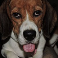 Greg Melas (@melasgreg) 's Twitter Profile