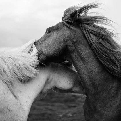 yokgibi1i's profile picture. 