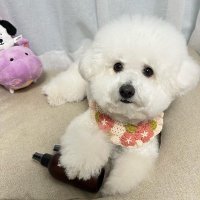 Scott Lam (@scott79676lam) 's Twitter Profile