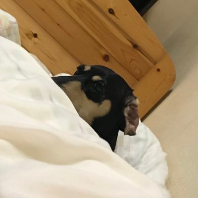 tmonst's profile picture. モンスト、FGO、ドッカンバトル