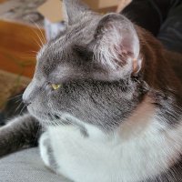 Dame Scott G . Fight Against Ageism/Hypocrisy (@scottgr60613) 's Twitter Profile