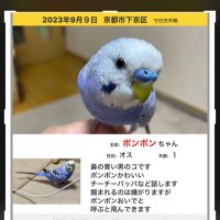ポンポン捜索中🌷迷子のセキセイインコ (@yasukoponpon) Twitter profile photo