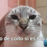 Soy tímido xD (@doc_cheems) 's Twitter Profile