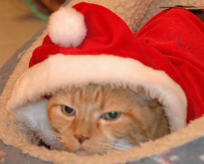 BLÁ BLÁ BLÁ whiskas sachê. Sou o ajudante do Gato Noel IHA