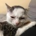 Bad Cat (@rayleigh21212) Twitter profile photo Bad Cat (@rayleigh21212) Twitter profile photo