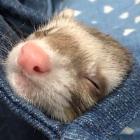 🐒 (@sv8nx3) 's Twitter Profile