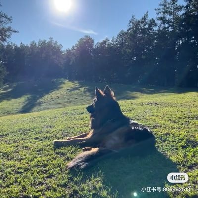 kingtom31323221's profile picture. 