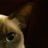 Mr Hojpojj⚫️🟡🔴🇺🇦 (@hojpojj) 's Twitter Profile