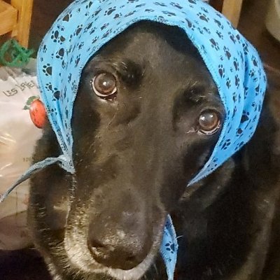 EluDechu's profile picture. 