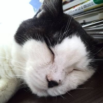 猫・珈琲・スイーツ・お取り寄せ
グルメ・俳優の山田裕貴さんが好き★
2023年12月より競馬始めまして
推しはハヤヤッコと坂井瑠星騎手

40代夫と20代息子
猫のこむぎ♀もにお♂のりまき♂ぴーちゃん♀と暮らしてます