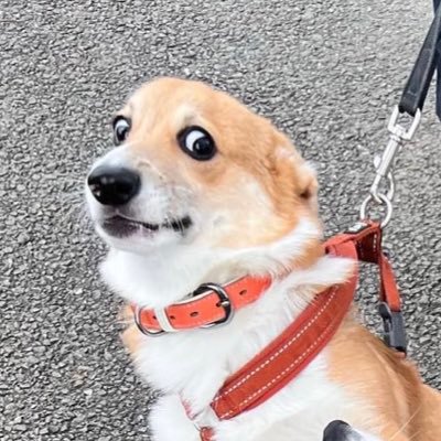 omochi_corgi Profile Picture