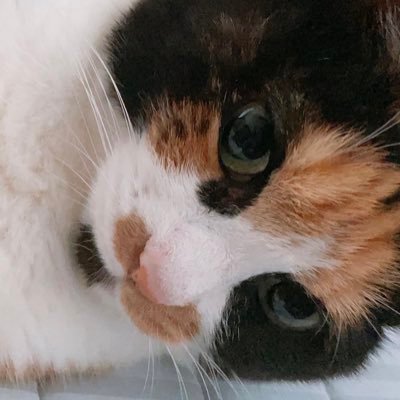 猫ちゃんだいすき♡ ⭐︎旅行大好き⭐︎動物と自然を守りたい⭐︎なによりも健康が1番