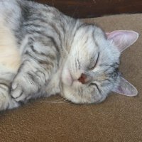 しろねこ📷 (@shirocos8) 's Twitter Profile
