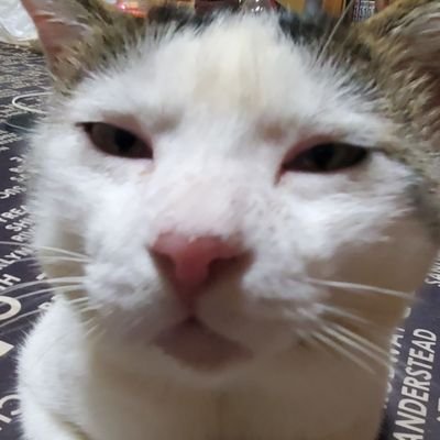 Zimarukesera's profile picture. だる絡み🐾大歓迎👍️💯✨