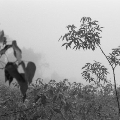 Florida Folk Herbalist, Bioenergetics, Knf, Ethnobotanical Research to Understand our botanical neighbors, Australian Pine Hunter,

IG - @Rememberplants