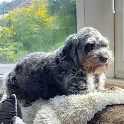 AndrewMcCoop's profile picture. I work for a wonderful company but all my views are my own or copied from someone smarter and funnier, and claimed as my own