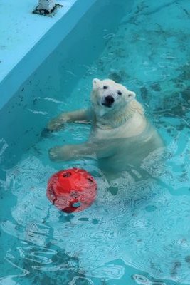 北海道旅行でホッキョクグマにどはまり💘色んな動物園に行きたい！
他にもクロサイ、アジアゾウ、チンパンジー、ビーバーが好きです🐾無言フォロー失礼します🙇