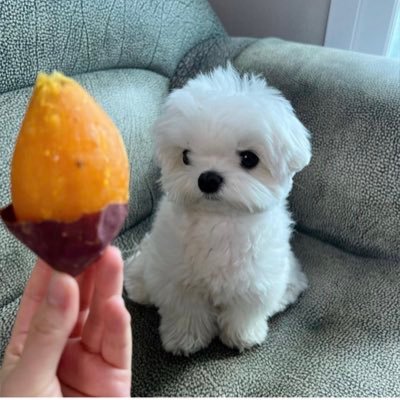 louiscarpethead's profile picture. 🏴󠁧󠁢󠁥󠁮󠁧󠁿🏴󠁧󠁢󠁷󠁬󠁳󠁿⚓️ | He/Him | DemSoc | Luv me scuba, luv me sharks, luv the Orient, nuff said | Views My own, Like/RT≠Endorsement