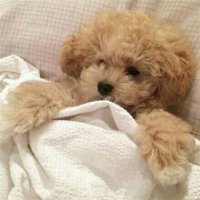 🐶 Cute and Funny Animals 🐶(@orudam_animals) 's Twitter Profile Photo