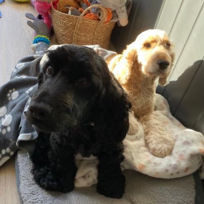 2 cocker spaniels who love to snooze, eat & play. Play dates with Daisy’s furbro Napa, & our cousins Phoebe & Sam add to our fun 😁 I’m 7 1/2 & Daisy is 4 !!