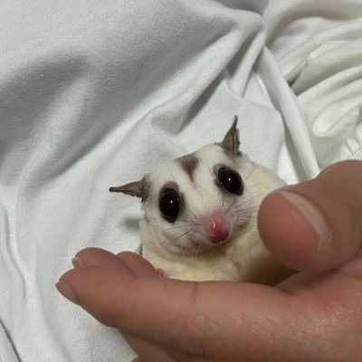 猫♂    フクロモモンガ♀