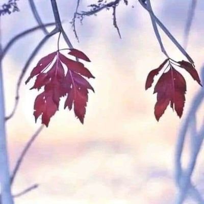 NerdVersatile's profile picture. 