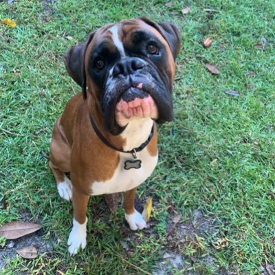 factualbill's profile picture. theology (✝️🇻🇦☨̶), surfing, languages (🇪🇸🇮🇹🇫🇷🇵🇹🇻🇦), jiu jitsu, philosophy, bivalvia, pesciolini, pasta