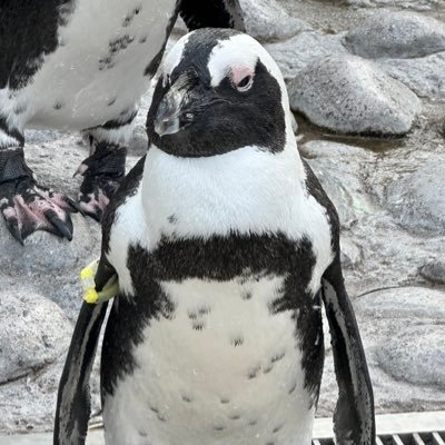 nibb1e's profile picture. 