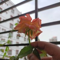 jasu (@jasumum) 's Twitter Profile Photo