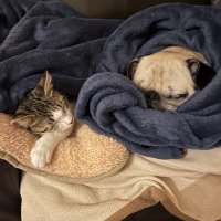 しゃち (@shachi___game) 's Twitter Profile