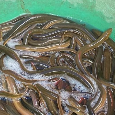 srngphexsexk1's profile picture. 