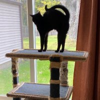 Charlie and, um. . .Bogie (@charlieblackca1) 's Twitter Profile Photo Charlie and, um. . .Bogie (@charlieblackca1) 's Twitter Profile Photo