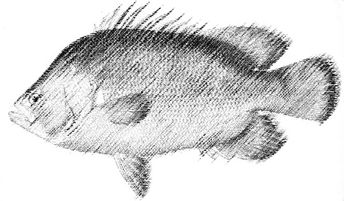 berrugate's profile picture. 