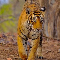 हमेशा खुश रहो (@satyend82042433) 's Twitter Profile