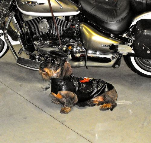 SterlingPetLodg's profile picture. A Connecticut boarding kennel located near RI . Our motto is Safety First  Ask about our free exercise program
Call us today for a free tour! 860-564-4310