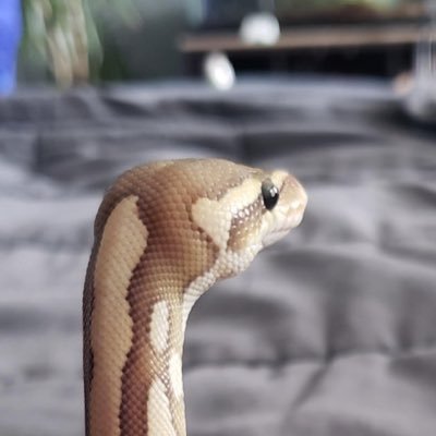 SnakeHour Profile Picture