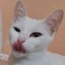 Kate Meow (@k8meow) Twitter profile photo Kate Meow (@k8meow) Twitter profile photo