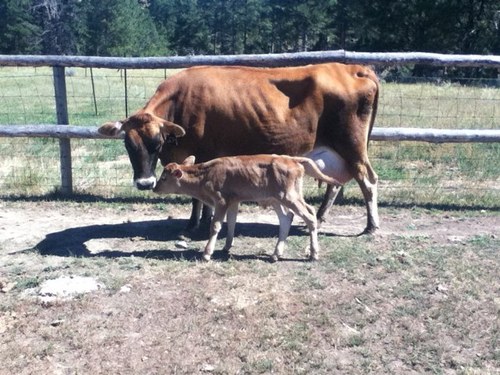 EZRockingRanch's profile picture. Organic Grass Fed Beef, Milk Cows, Pastured Laying Hens, Heritage Turkeys, Pastured Pork, Local Foods, Farmers Market, Raw Honey, Meat Chickens, Draft Horses