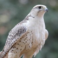 sasa (@salah19124) Twitter profile photo