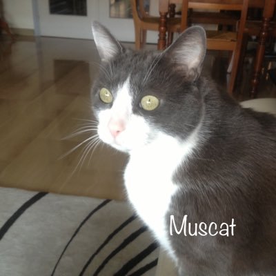 Muscat06400 Profile Picture