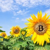 Bitcoin Cunt (@cuntbtc) 's Twitter Profile