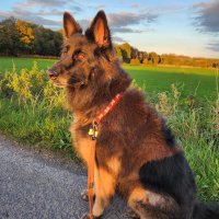 Orthocrat (@orthodoc2031) 's Twitter Profile