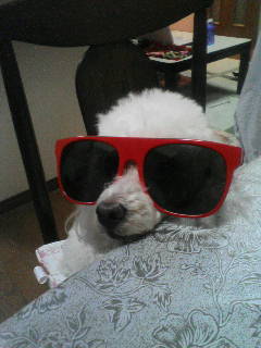 harrypom0620's profile picture. 京都生まれ京都育ちです。 東京に20年近く住みついてます。(^^)