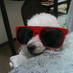 harrypom (@harrypom0620) Twitter profile photo