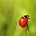Uğur Böceği 🐞 (@cheerfulbird62) Twitter profile photo Uğur Böceği 🐞 (@cheerfulbird62) Twitter profile photo